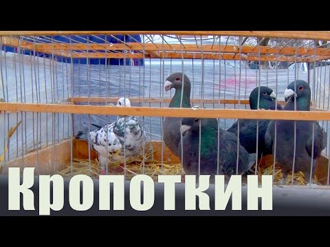 Видео: Птичий рынок. Кропоткин. [29.12.2024]