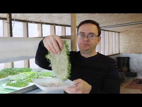 Видео: Кресс салат, люцерна на гидропонике.
