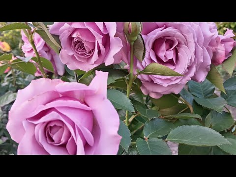 Видео: Цветение роз продолжается🌹!