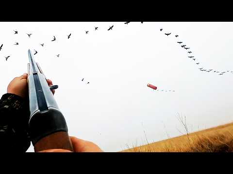 Видео: ЛУЧШАЯ ОХОТА НА ГУСЯ. Гусь прет. Тысячи.