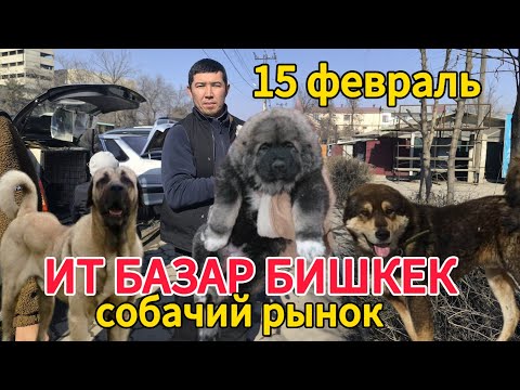 Видео: Ит базар Бишкек. Собачий рынок в Бишкеке#итбазар #kyrgyztan #тоокбазар #собачийрынок