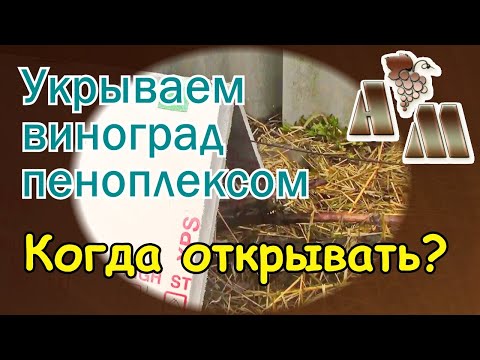 Видео: 🍇 Зимнее укрытие винограда пеноплэксом   Когда открывать виноград