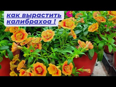 Видео: Как вырастить красивую и здоровую КАЛИБРАХОА ! Мой небольшой опыт.