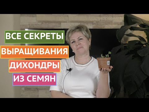 Видео: ДИХОНДРА ВЗОШЛА! ЧТО ДЕЛАТЬ ДАЛЬШЕ!