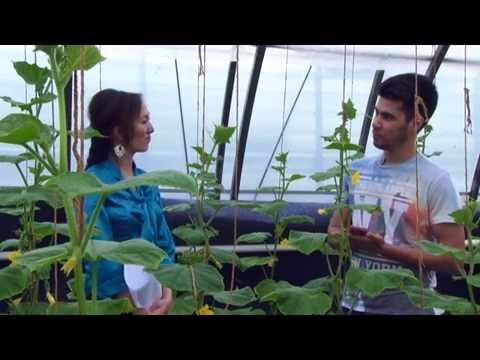 Видео: Мыкты Чарба - Достор иштеткен куноскана