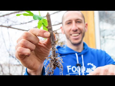 Видео: Как вырастить инжир из черенка | Размножение инжира для вашего сада