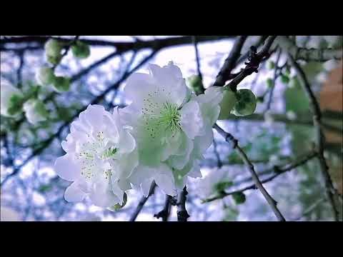 Видео: "ДОКТОР, ПРОПИШИТЕ МНЕ ВЕСНУ", песня в исполнении Саши Полднева.