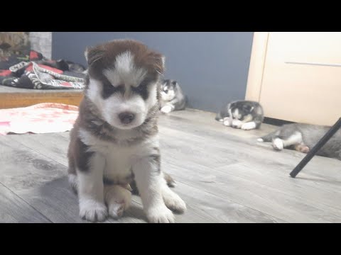 Видео: Щенкам  ХАСКИ 1 Месяц 🎂 НОВЫЙ ДОМ для щенков