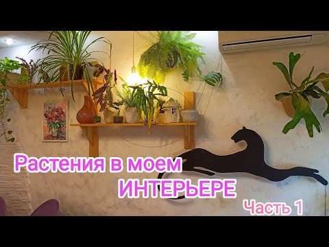 Видео: Обзор растений в моем интерьере / часть 1