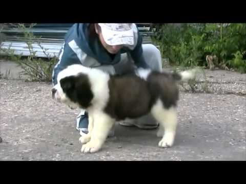 Видео: Щенок сенбернара.mp4