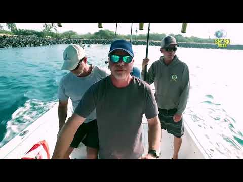 Видео: Смертельно опасная: Длиннокрылая акула | Discovery Channel