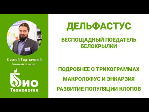 Видео: Дельфастус — беспощадный поедатель белокрылок. Трихограмма и макролофус. Тест-драйв энтомофагов