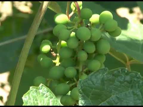 Видео: Зеленый сад фильм № 06 "Виноград, обрезка яблонь" от 2008г. г.Хабаровск (zeleniisad.ru)