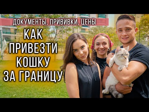 Видео: Как перевозить животных в самолете или как перевезти животное заграницу | Лайфхаки при перелёте