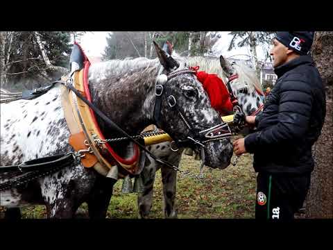Видео: С ТРАДИЦИОННО ШЕСТВИЕ НА КОНЕ И КАРУЦИ БАНСКО ОТБЕЛЯЗА ТОДОРОВДЕН 2023г.