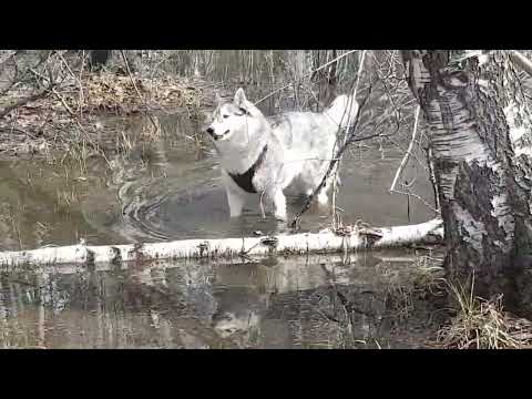 Видео: Апрельская прогулка 🐺🐺#huskyidel #сибирскийхаски #челябинск