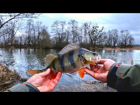 Видео: Горинь знову порадувала гарними ОКУНЯМИ !!! Весняний спінінг 2025