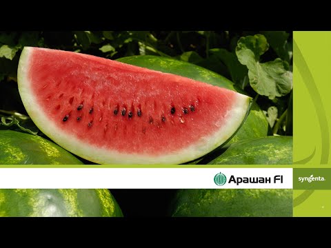 Видео: Арашан: най-подходящата диня за Северна България, открит ден в Каварна