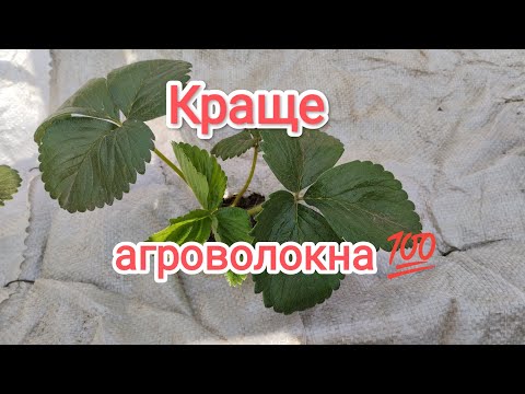 Видео: ПОКРИТТЯ від  БУР'ЯНУ  будь-яких культур за КОПІЙКИ 🔥 Чому я раніше так не зробила❓ ☝️
