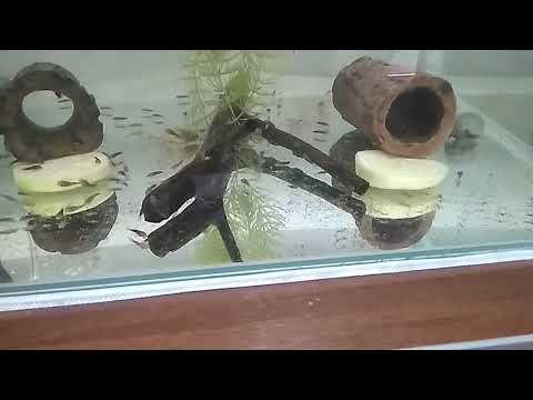 Видео: Кормление анциструса кабачком.