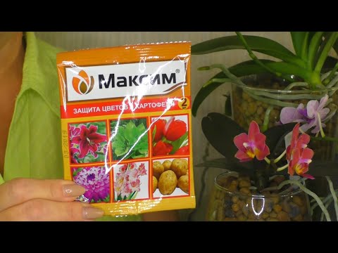 Видео: Препарат МАКСИМ для Орхидеи. Как БЕЗОПАСНО И С ПОЛЬЗОЙ применять этот ФУНГИЦИД ??? Мой ОПЫТ...
