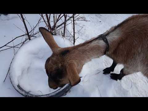 Видео: Как я раздоила Козу первокотку до 4 литров!!!