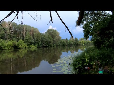 Видео: Рыбалка. Прилетел Аист. Попался крупный карась. Началась гроза:(