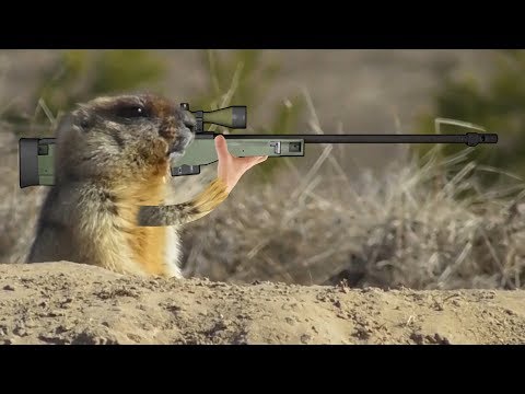 Видео: Когда сурок обижается