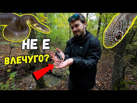 Видео: ЗМИИ и САЛАМАНДРИ след дъждовете | Животът се събужда в Родопите!