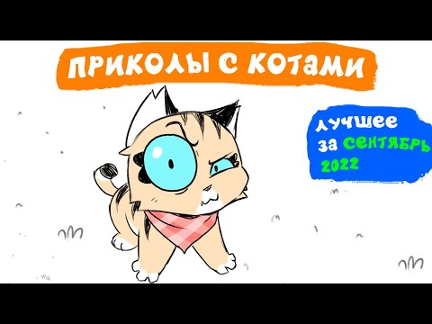 Видео: Приколы с котами. ЛУЧШЕЕ ЗА СЕНТЯБРЬ 2022 | Мемозг