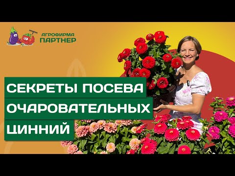 Видео: КОГДА СЕЯТЬ СЕМЕНА ЦИННИИ НА РАССАДУ, И КАК СДЕЛАТЬ ЭТО ПРАВИЛЬНО?