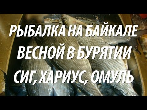 Видео: ВЕСЕННЯЯ РЫБАЛКА В БУРЯТИИ НА БАЙКАЛЕ. ЛОВЛЯ ХАРИУСА, СИГА, ОМУЛЯ НА ЧИВЫРКУЙСКОМ ЗАЛИВЕ