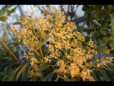 Видео: Цветение Личи \ Опыление Личи.