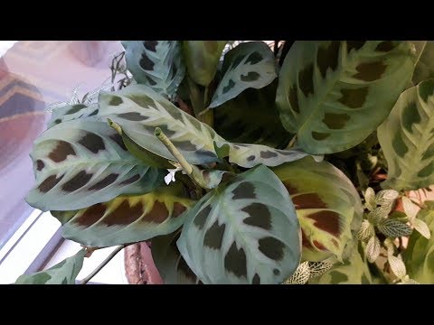 Видео: Куда ПРОПАЛА моя МАРАНТА?