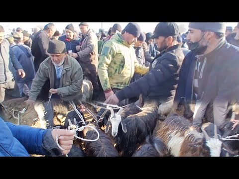 Видео: Нархри моли майда дига шидай молбозори н Ёвон бузои оча бача барачаҳо #ёвон #молбозор