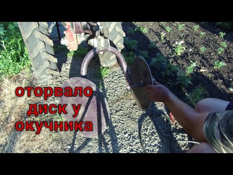 Видео: Окучиваю картофель мотоблоком.