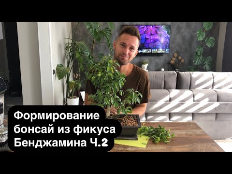 Видео: Формирование бонсай из фикуса Бенджамина Ч.2