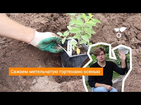 Видео: Сажаем метельчатую гортензию осенью