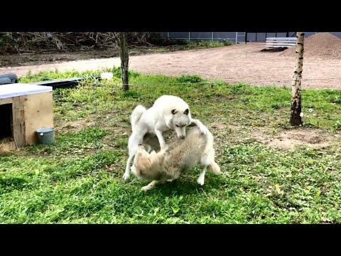 Видео: Реакция Западносибирской лайки на волэндов и Гибрида волка. Вечерняя кормежка всех Животных.