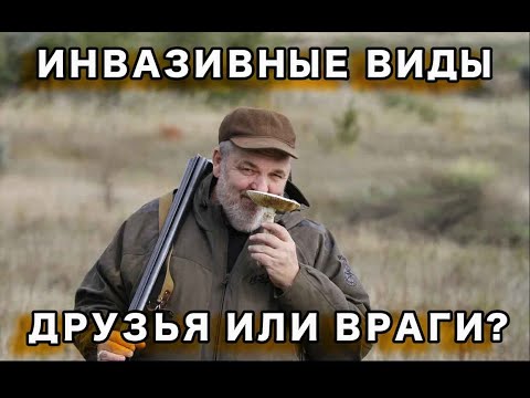 Видео: Инвазивные виды. Друзья или враги?