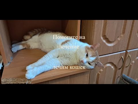Видео: Лечим кошек. Помогите на лечение