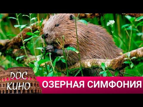 Видео: 🎭ОЗЕРНАЯ СИМФОНИЯ 🌎 ДОКУМЕНТАЛЬНОЕ КИНО 🎆 2016