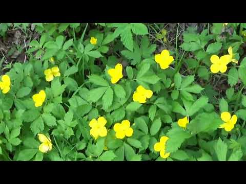 Видео: Возвращаясь на лоно природы. Стихи о природе.