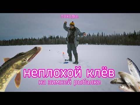 Видео: ПОХОДЫ: попал на неплохой клёв. Зимняя рыбалка на Ижмозере