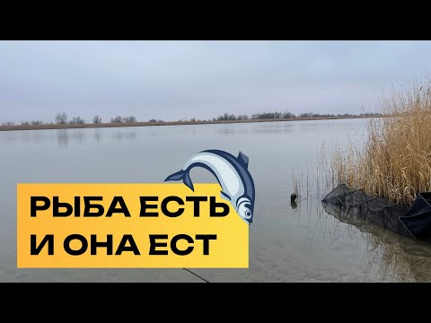 Видео: ЛОВЛЯ ФИДЕРОМ ЗИМОЙ, КАК ЛЕТОМ! ОТЛИЧНАЯ РЫБАЛКА В ХОРОШЕЙ КОМПАНИИ. МЕСТО РЕШИЛО ИСХОД РЫБАЛКИ.