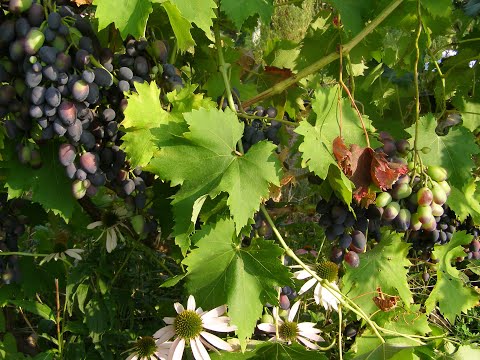 Видео: Устойчивая садовая экосистема.  Лекция Марии Газнюк