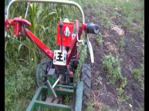 Видео: Уборка картофеля  транспортерной картофелекопалкой  для мотоблока