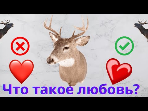 Видео: Что такое любовь? Умеете ли вы любить?
