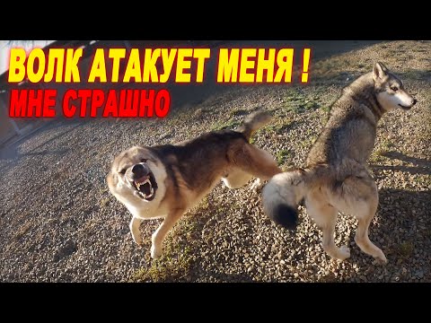 Видео: ВОЛК ЗЛОБНО НАПАЛ НА МЕНЯ ЗАЩИЩАЯ ВОЛЧИЦУ !!! Волки против Питбулей и Хозяина !!!