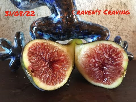 Видео: Figs. Инжир.Сорта Craven's Craving, Long de Peronne. Дегустация. Вкусно! Контейнерное инжироводство.